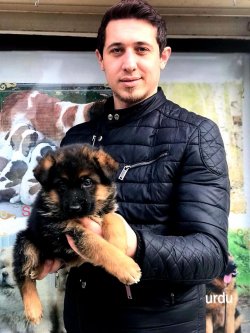 Alman Çoban Köpeği Yavruları 3