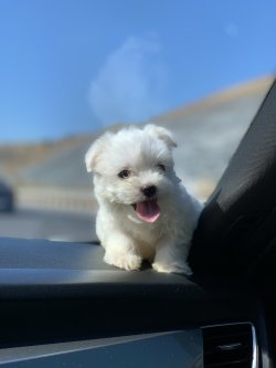 İrk Ve Saglik Garantili Maltese Terrier Yavrularimiz 1