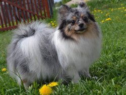 POMERANİAN BOO 1