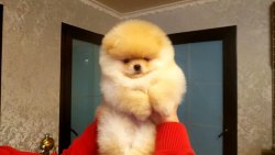 AYI SURAT POMERANİAN  ORJİNAL BASIK BURUNLU TEDY BEAR BOO YAVRULA 1