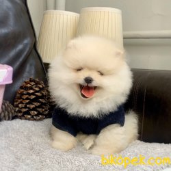 Pomeranian Boo Irk Sağlık Garantili Yavrularımız 2