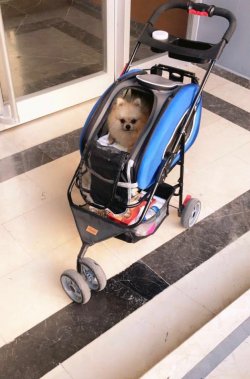 Lokum Pomeranian 3