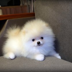 Mükemmel A Kalite Pomeranian Yavrularimiz 1