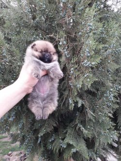 A Kalite Mükemmel Pomeranian Yavrulari 3