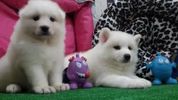 SAMOYED YAVRULARIMIZ 4