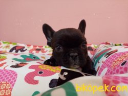 Süper Kalite Franch Bulldog Yavrularımız Petonya Farkı Ile Mağaza 3