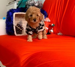 TOY POODLE YAVRULAR 3