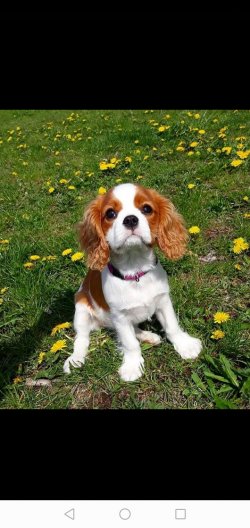 King Charles Baby Face Yavru 1