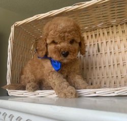 Sevi̇mli̇ Toy Poodle Yavrularımız 3