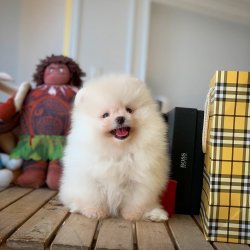 Üst Segment PomeranianBoo Kızımız 2