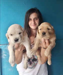 Sevimli Golden Retriever Yavrularımız 3