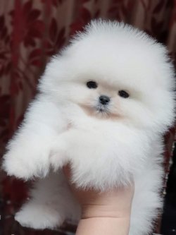 Pomeranian Yavruları 1