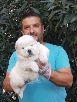 Satılık  Chow Chow Yavruları Mor Dilli 1