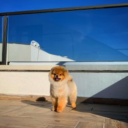 TeddyBear Yüz Yapısına Sahip PomeranianBoo Oğlumuz 3