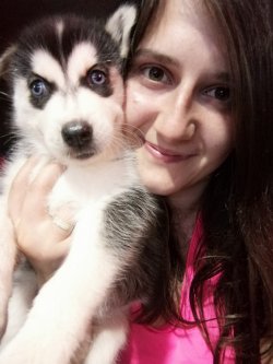 Masmavi Gözlü Husky Yavruları 1