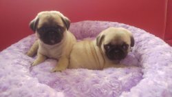 PUG MOPS YAVRUSU 2
