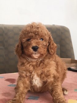 Toypoodle 2