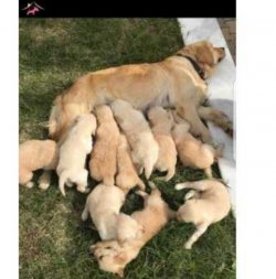 Süper Sağlıklı Ev Doğumu Yavrularımız 3