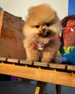 Başlangıç Seviyesi Tuvalet Eğitimli PomeranianBoo 2