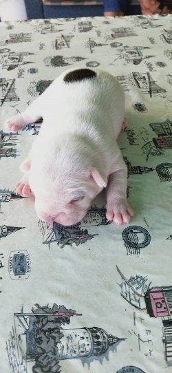 Sahibinden French Buldog A Kalite 3