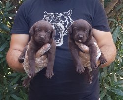 Labrador Yavruları Sizler İçin Tüm Renkleri 2
