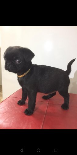 Siyah Pug Mops ANKARA 3