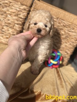 Anne Altından Tea Cup Boyutlarında TOY POODLE 1