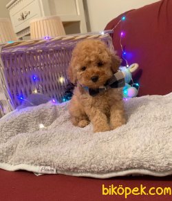 TOY POODLE YAVRULAR 3