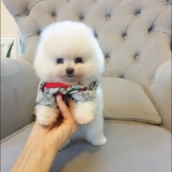 Orjinal Pomeranian Boo Yavrularımız 2
