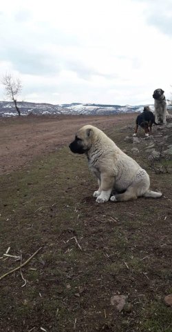 Kangal Yavru Dişi Ve Erkek 5