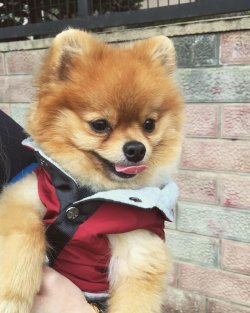 2,5 Yaşında Eğitimli Erkek Pomeranian 3