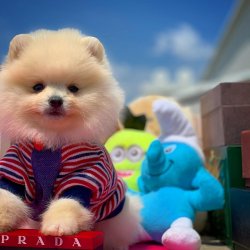 Pomeranian Boo Büyümeyen Cins Yavrularımız 3