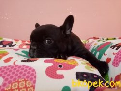Süper Kalite Franch Bulldog Yavrularımız Petonya Farkı Ile Mağaza 2