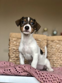 Anne Altından JACK RUSSEL TERRİER YAVRULARI 2