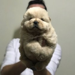Satılık Chow Chow Yavruları 1