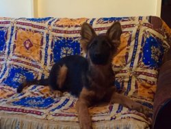 SECERELİ ALMAN ÇOBAN KÖPEĞİ 5