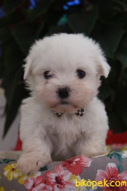 Kar Beyaz Maltese Terrier Yavrularımız Geldi 2
