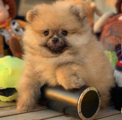 TeddyBear Yüz Yapısına Sahip Yavrularımızdan 4