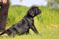 Cane Corso Yavrularımız 1