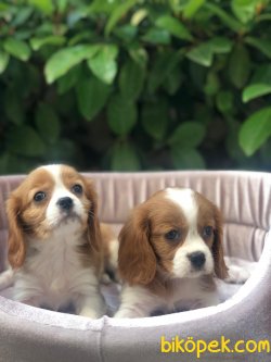 Süper Kalite King Charles Cavalier Yavrularımız Mağazamızda 2