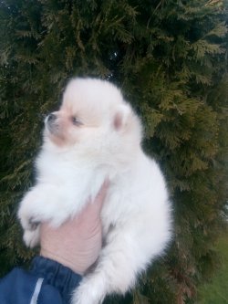 Pilli Bebekler 3