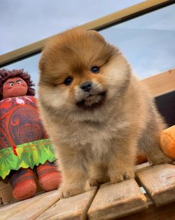 Irk Ve Sağlık Garantili Pomeranianboo Yavrularımızdan 5
