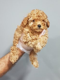 Toy Poodle Yavruları Sizlere Sunulmaktadır 1