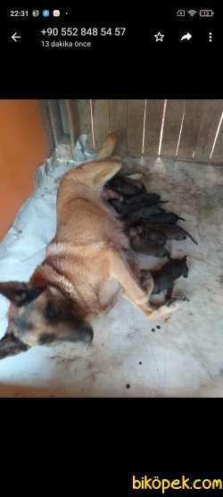 6 Adet K9 Alman Kurdu Yavruları Satılıktır 2 Erkek 4 Dişi Uyguna 4