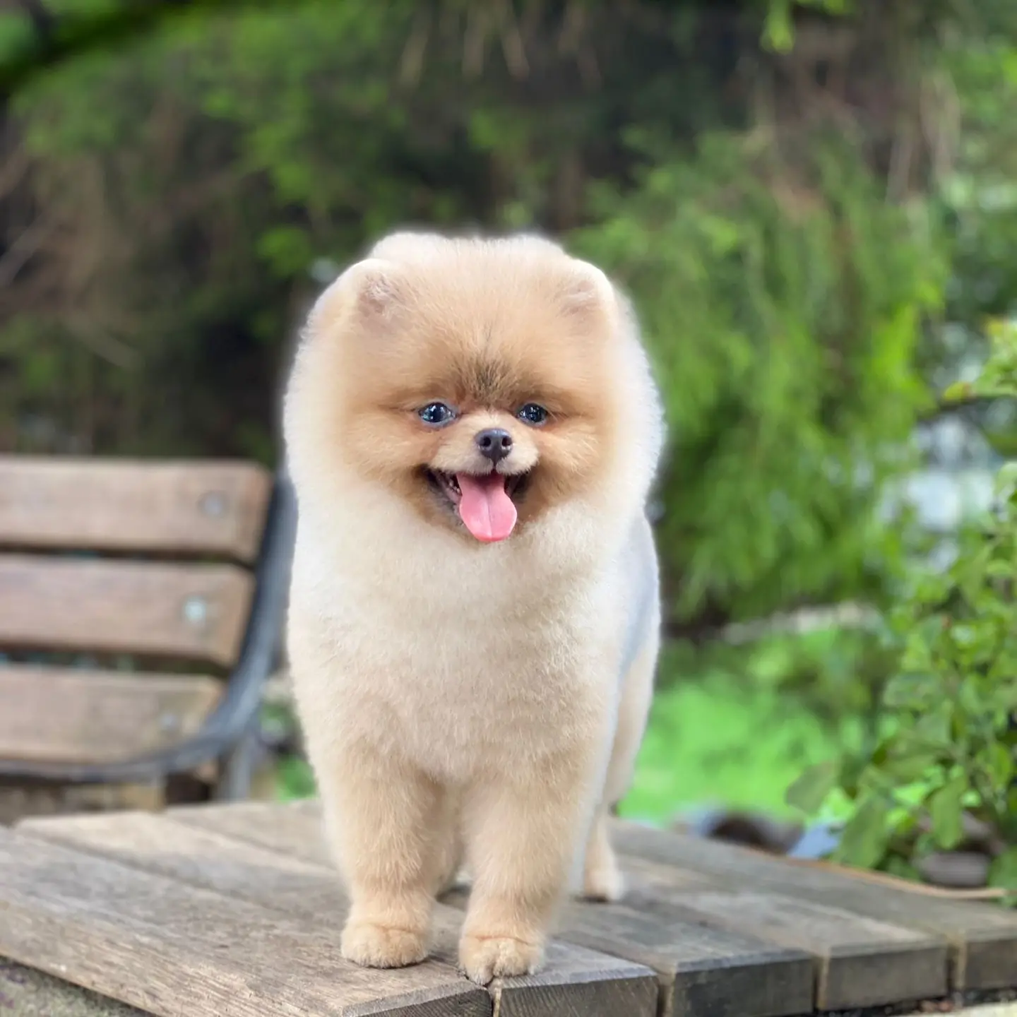 6 Aylık Ayıcık Yüzlü Pomeranian Secereli Belgeli 2