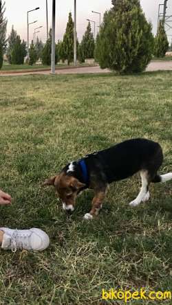 6 Aylık Beagle Jack Russel Mix ( Jackabee) 1