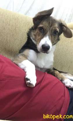 6 Aylık Beagle Jack Russel Mix ( Jackabee) 2
