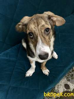 6 Aylık Beagle Jack Russel Mix ( Jackabee) 3