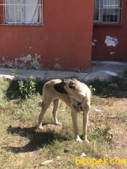 6 Aylık Dişi Kangal 4