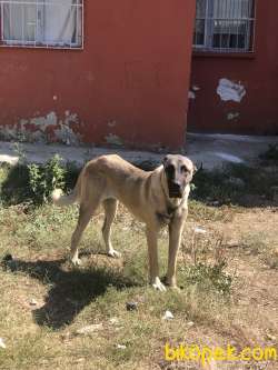 6 Aylık Dişi Kangal 1